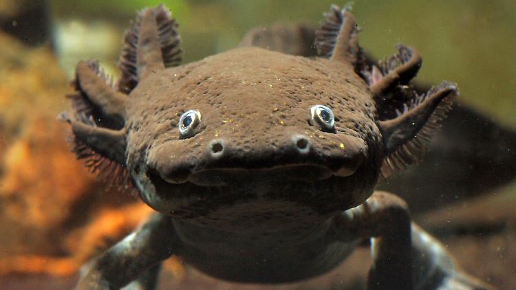 Die Axolotl wachsen praktisch ihr ganzes Leben lang.