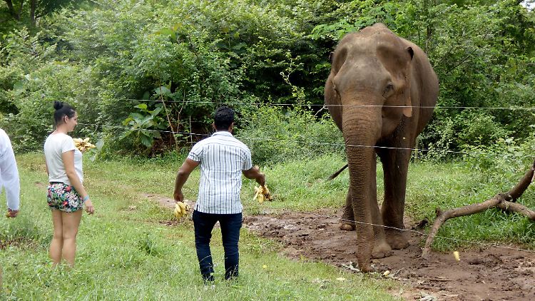 Touristen im Udawalawe-Nationalpark füttern einen wilden Asiatischen Elefanten.