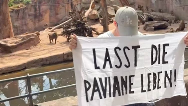 Der städtische Zoo hatte im Februar 2024 bekanntgegeben, einige seiner Guinea-Paviane töten zu wollen.