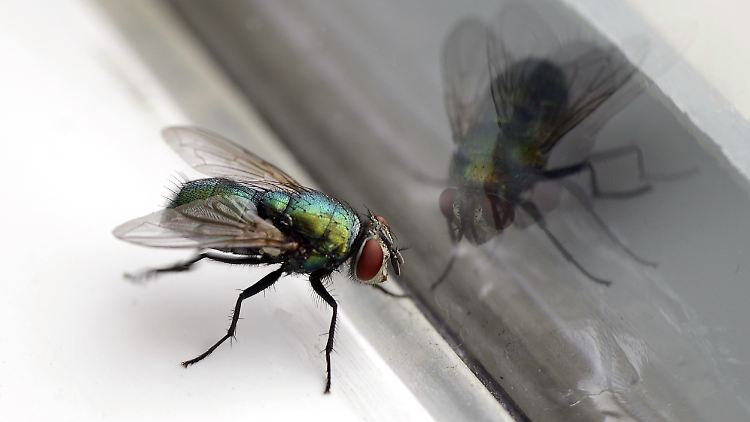 Was wirklich gegen die Störenfriede im Sommer hilft.