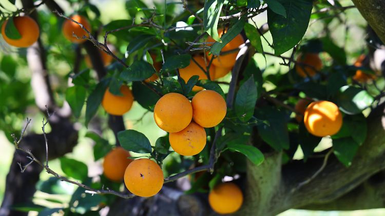 Das im US-Bundesstaat Washington ansässige Unternehmen beansprucht für sich, ein Eckpfeiler der nationalen Orangensaft-Lieferkette zu sein.
