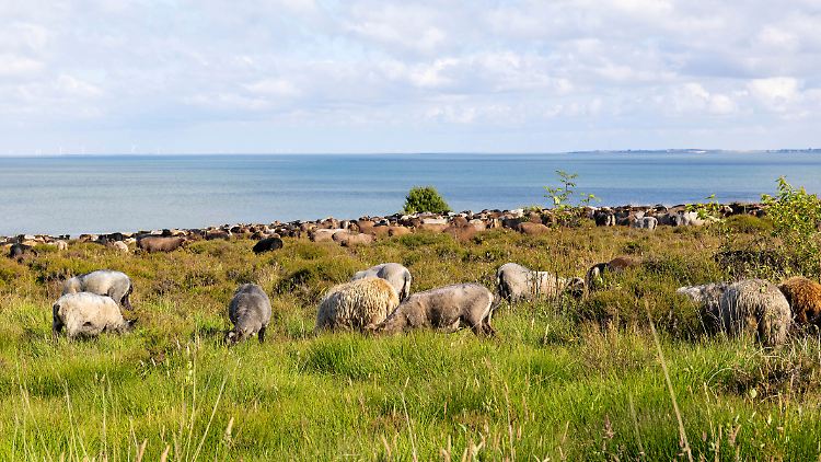 Gerade scheinen die Schafe auf Sylt in Sicherheit. 