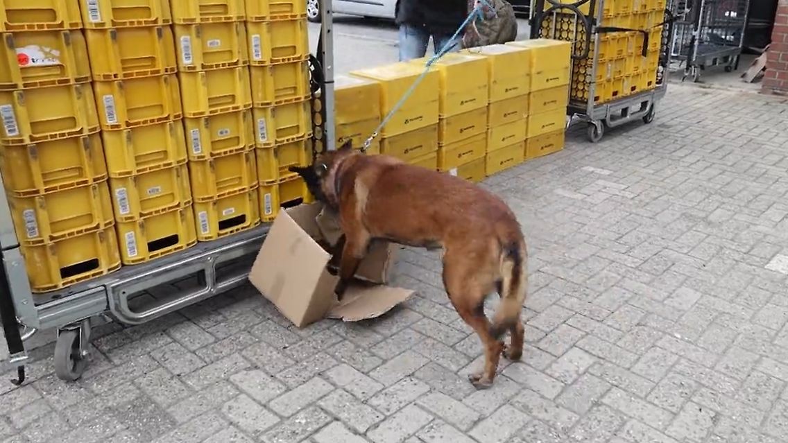 Hund Post.jpg