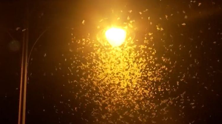 Budapest Eintagsfliegen.jpg