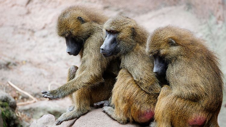 Auch in Zukunft ist nicht ausgeschlossen, dass einzelne Paviane im Nürnberger Zoo getötet werden müssen.