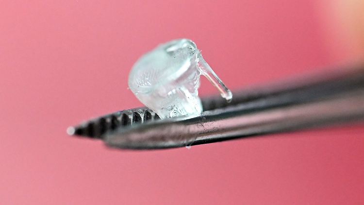 Künstliche Baby-Herzklappe, die am Zentrum Health Technologies am Karlsruher Institut für Technologie in einem 3D-Drucker aus veganem Kollagen hergestellt wurde.