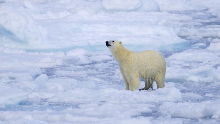 Forschern zufolge gibt es heutzutage schätzungsweise 2300 bis 4100 Eisbären in der gesamten Barentsseeregion, die sich bis nach Russland erstreckt.