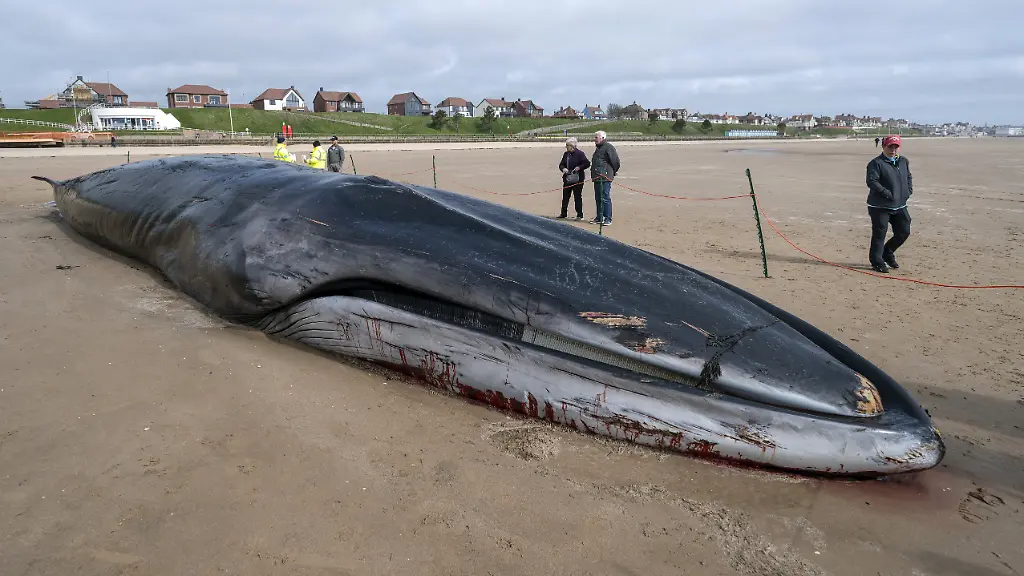 Die-Behoerden-wollen-das-tote-Tier-nicht-am-Strand-zersteilen