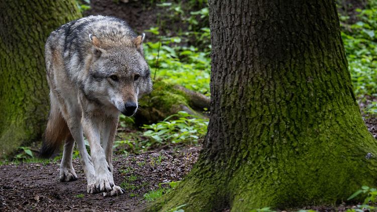 Vor Wölfen in dem Naturgebiet bei Utrecht wird seit Längerem gewarnt (Symbolbild).