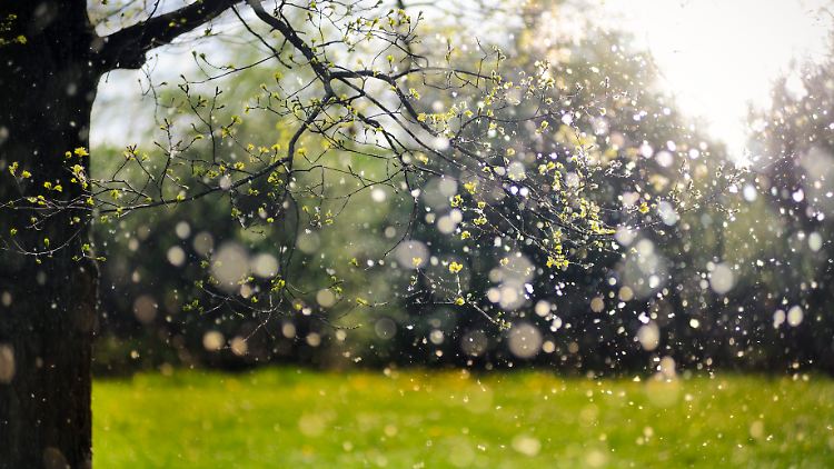 Regen wäscht die Pollen aus der Luft? Ja, aber ...