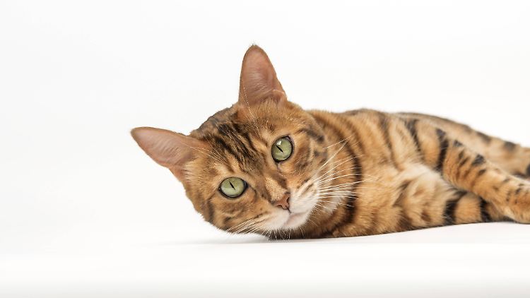 Ob Katzen wirklich öfter auf ihrer Lieblingsseite liegen, soll auch mit den Videos geklärt werden. 