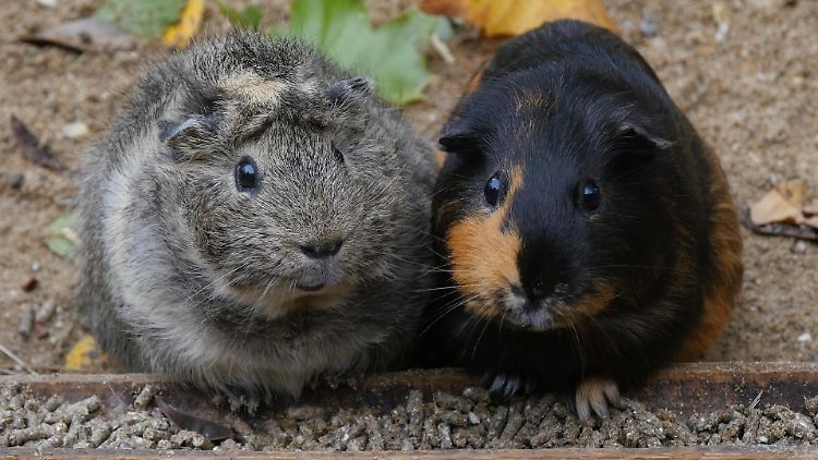 Bei diesen beiden Meerschweinchen kommt einem doch als Erstes eine Abgabe an den Zoo in den Sinn - oder?