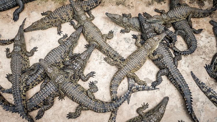 Wie die Tiere getötet wurden, gaben die israelischen Behörden nicht bekannt. (Symbolbild)