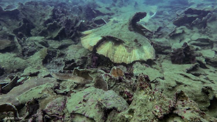 Umgestürzte Korallen auf mehreren Riffen des Great Barrier Reefs zeugen von den Folgen heftiger Stürme, die Anfang des Jahres über das Gebiet hinwegzogen.
