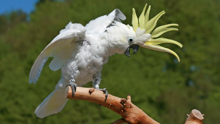 Jede Kakadu-Art hat ihre eigenen Dance-Moves - im Bild ein Gelbhaubenkakadu.