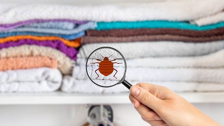 Wie lassen sich Flöhe in der Wohnung wieder loswerden?
