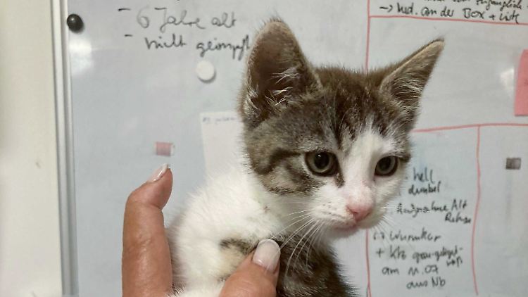 Suri wurde bei 30 Grad hilflos auf dem Parkplatz eines Krankenhauses gefunden. Das Neustrelitzer Tierheim "Katzenparadies" nahm sie auf. 