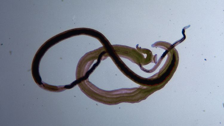 Pärchenegel (Schistosoma) gehören zu den Saugwürmern. Anstecken kann man sich mit ihnen allerdings nur in tropischen Regionen.