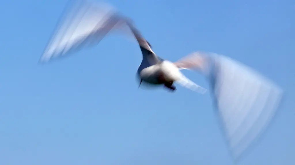 Eine-Moewe-fliegt-vor-wolkenlosem-Himmel