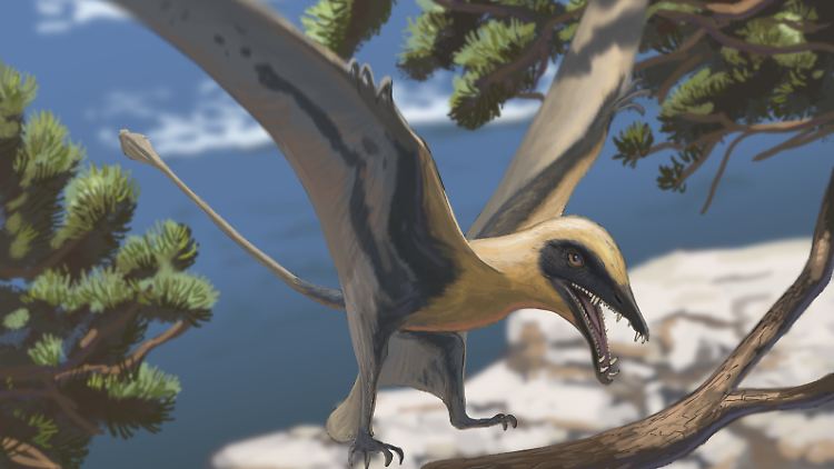 Die Rekonstruktion zeigt, wie der Flugsaurier Eudimorphodon ausgesehen haben könnte. 