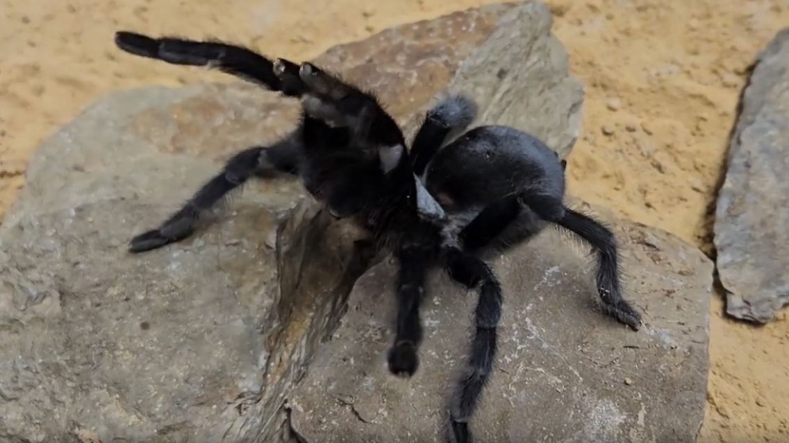Spinne_Palpen.jpg