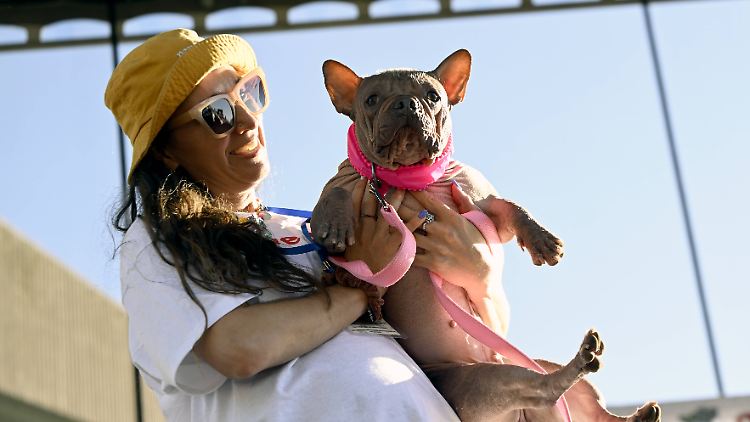 Petunia erhielt den wenig schmeichelhaften Titel "World's Ugliest Dog".