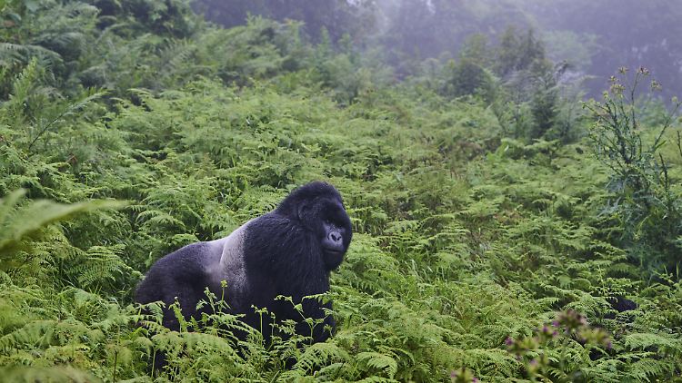 Ein männlicher Silberrücken im Mgahinga Nationalpark in Uganda.