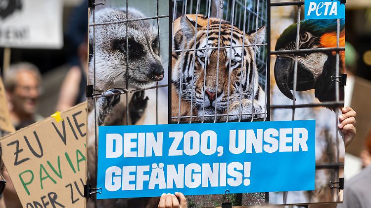 Vertreter von Peta protestierten bereits Ende Juli in Nürnberg, nachdem dort mehrere Paviane getötet werden sollten. 