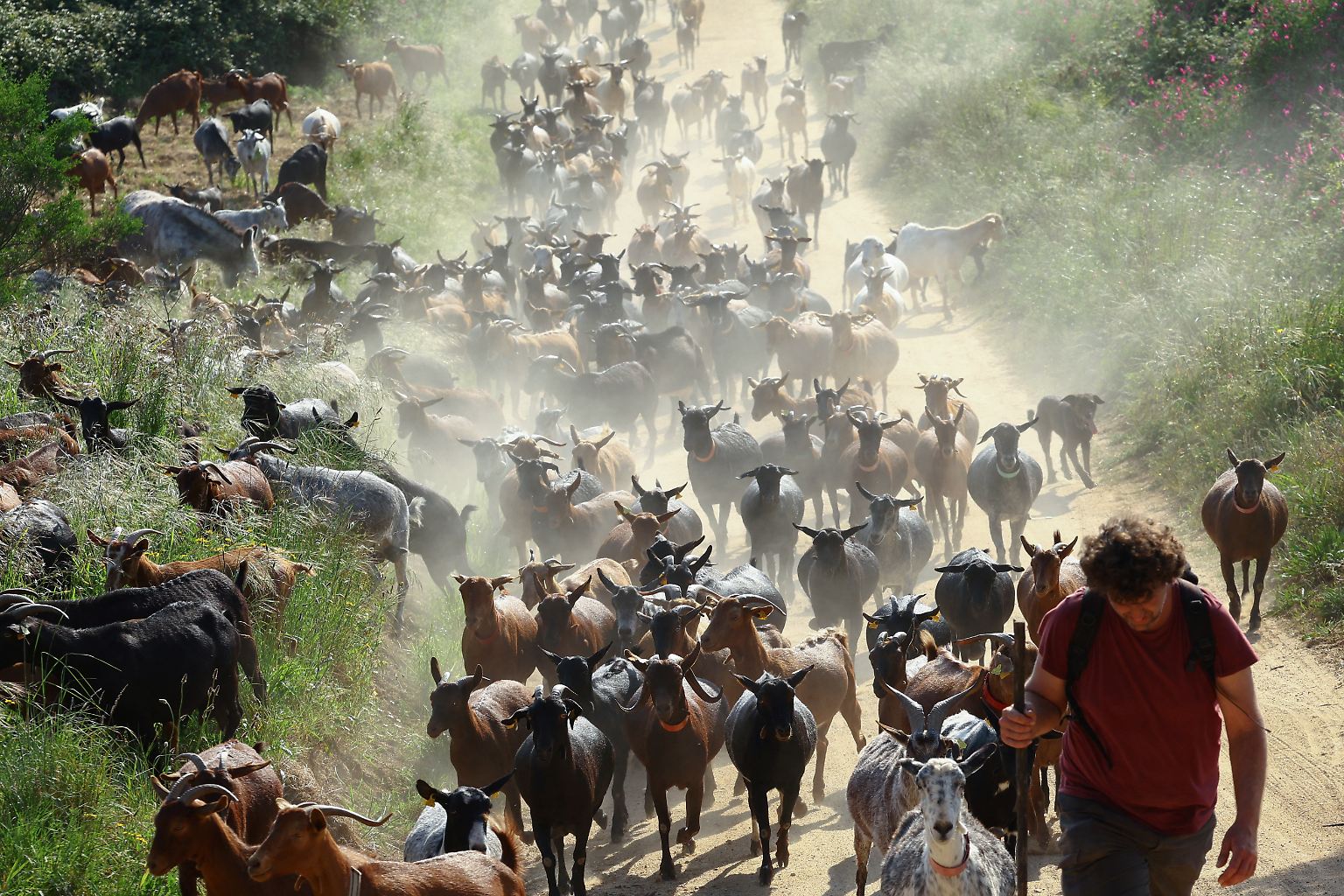 Inmitten einer Symphonie aus klingelnden Glöckchen trotten etwa 300 schwarze, braune und gefleckte Ziegen eine Straße in der nordöstlichen spanischen Region Katalonien entlang ...