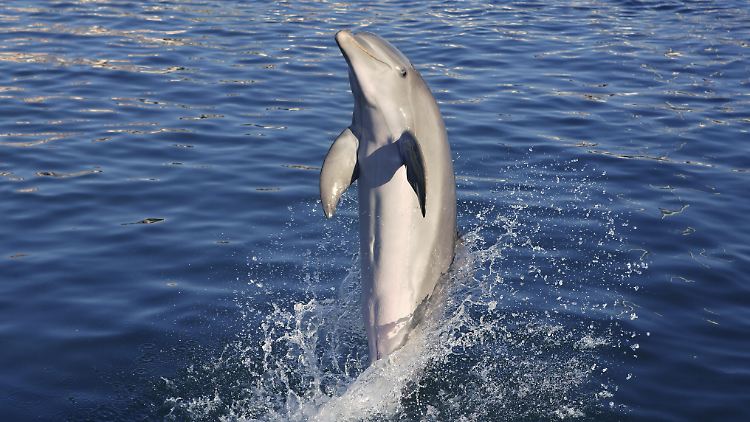 In Australien müssen Jetskis mindestens 300 Meter Abstand zu Delfinen halten.