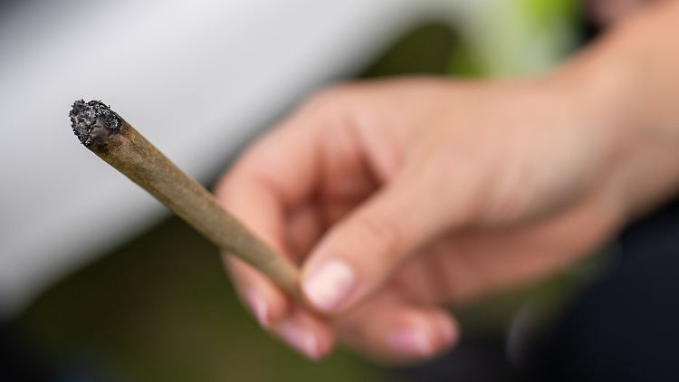Ein Joint enthält heute bis zu fünfmal mehr THC als früher.