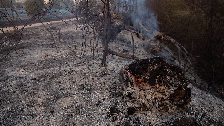 In der Region Madrid zerstörten die Waldbrände rund 1000 Hektar Land. 