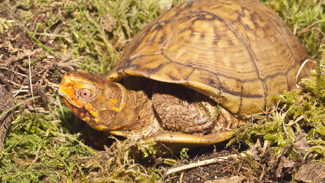 Dosenschildkröten zeichnen sich durch auffällige Muster auf ihren Rückenpanzern aus und sind insbesondere in China und Hongkong als Haustiere beliebt.
