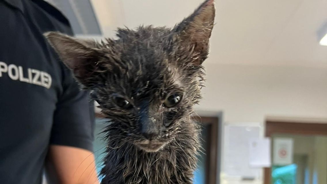 Die Babykatze hat wohl nochmal Glück gehabt.