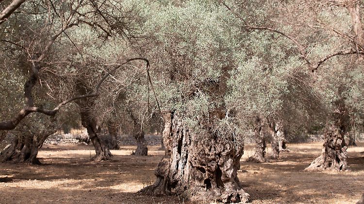Ein Olivenbaumfeld in der Nähe des Dorfes Bunyola auf Mallorca. In einigen Gebieten steht die lokale Regierung kurz davor, den Wassernotstand auszurufen.