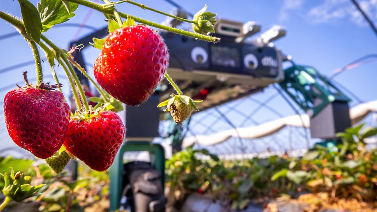Etwa 15 Kilogramm Obst schafft der Roboter pro Stunde.
