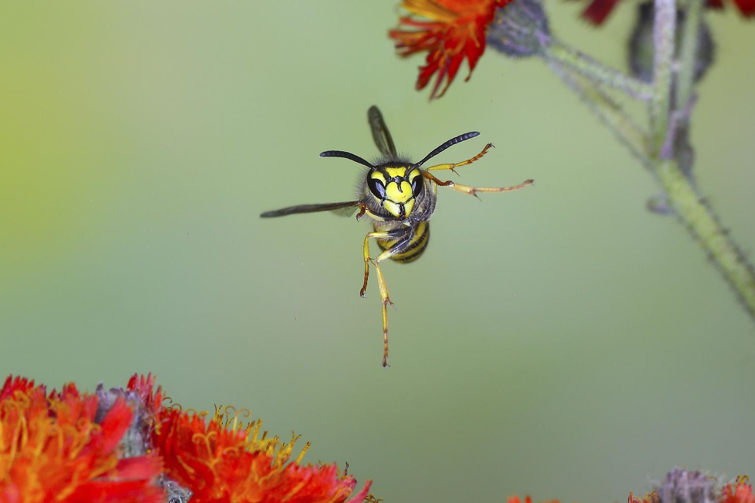 Sommerzeit ist Wespenzeit: ... 