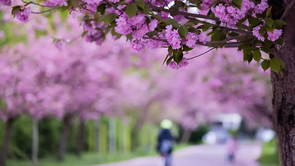 Zierkirschen-bluehen-bei-kuehlem-Wetter-im-Stadtwald