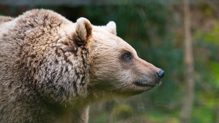 Schätzungen zufolge ist die Braunbär-Population auf Hokkaido seit 2023 zurückgegangen.