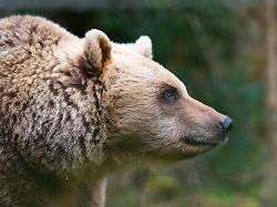 Mehr als 100 Angriffe: Japanische Armee soll bei Bärenjagd helfen