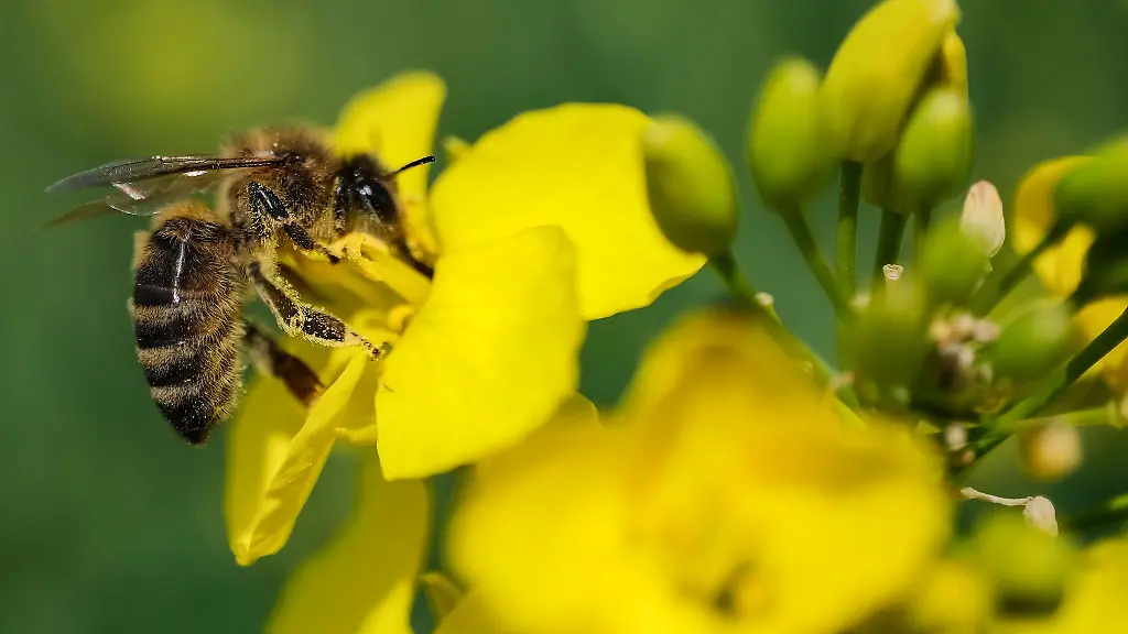 Eine-Biene-sitzt-auf-einer-Rapsbluete