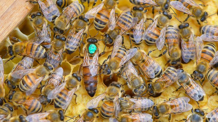 Ein Bienenvolk besteht aus einer Königin, mehreren hundert Drohnen und 30.000 bis 60.000 Arbeitsbienen - im Sommer bis zu 120.000.