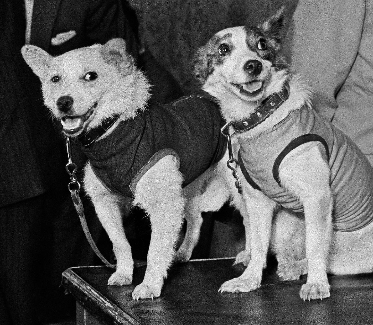 Belka und Strelka, die Hunde-Kosmonauten, flogen am 19. August 1960 an Bord des sowjetischen Satelliten Sputnik 5 in die Erdumlaufbahn. 