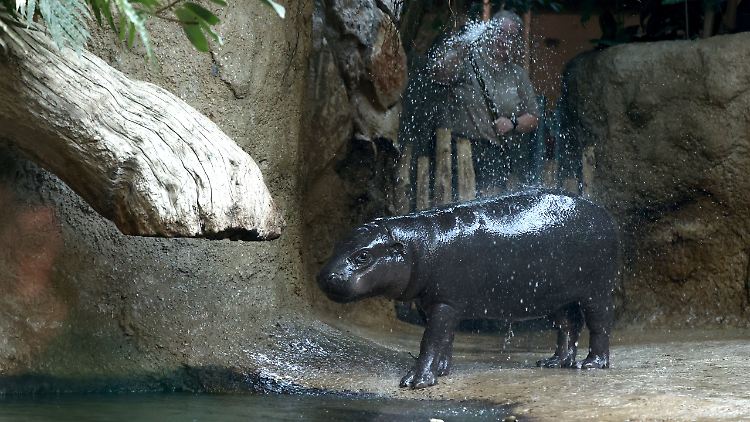Sie verzückt seit ihrer Geburt vor rund einem Jahr Zoobesucher und das Internet: Zwergflusspferd Toni. 