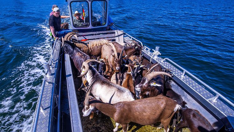 Per Boot werden die 22 tierischen Landschaftspfleger auf die Vogelschutzinsel Walfisch in der Wismarbucht gebracht