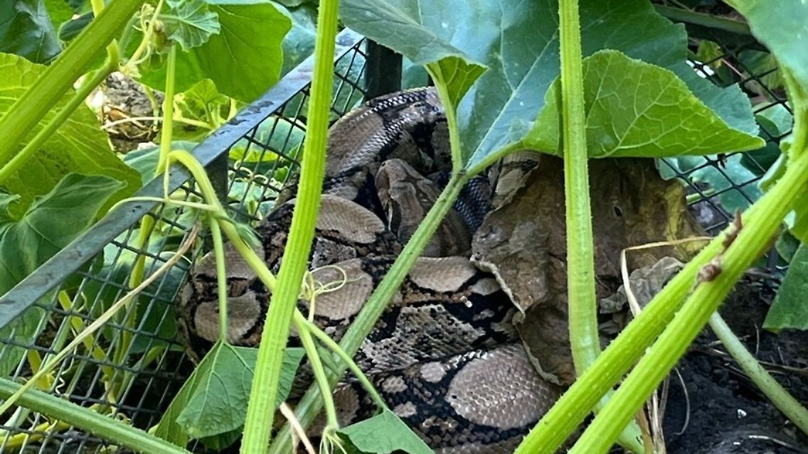 Der exotische Besuch hatte sich gut getarnt.