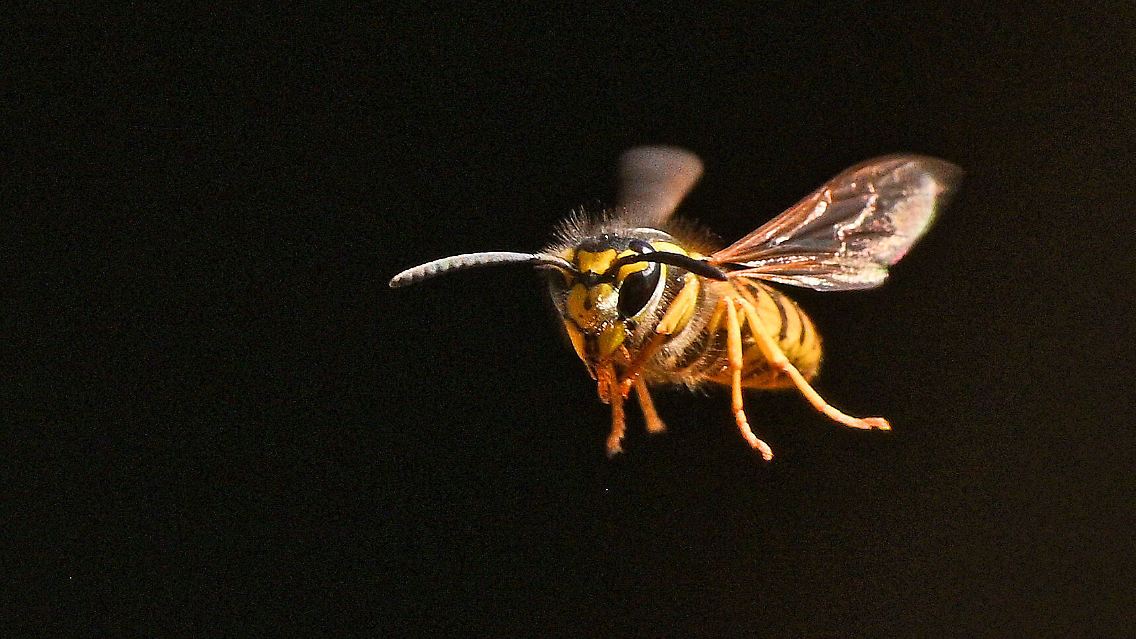 ... das Anpusten der Tiere sollte man vermeiden. Da das Kohlendioxid in der Atemluft bei ihnen ein Alarmsignal auslöst.