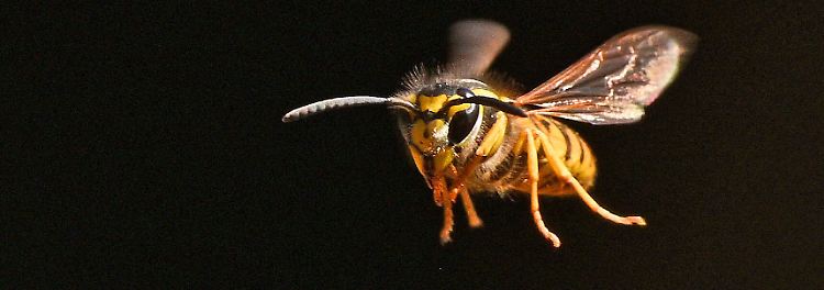... das Anpusten der Tiere sollte man vermeiden. Da das Kohlendioxid in der Atemluft bei ihnen ein Alarmsignal auslöst. 