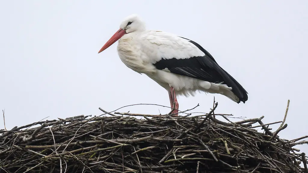Storch-Fridolin-verweilt-auf-seinem-Horst