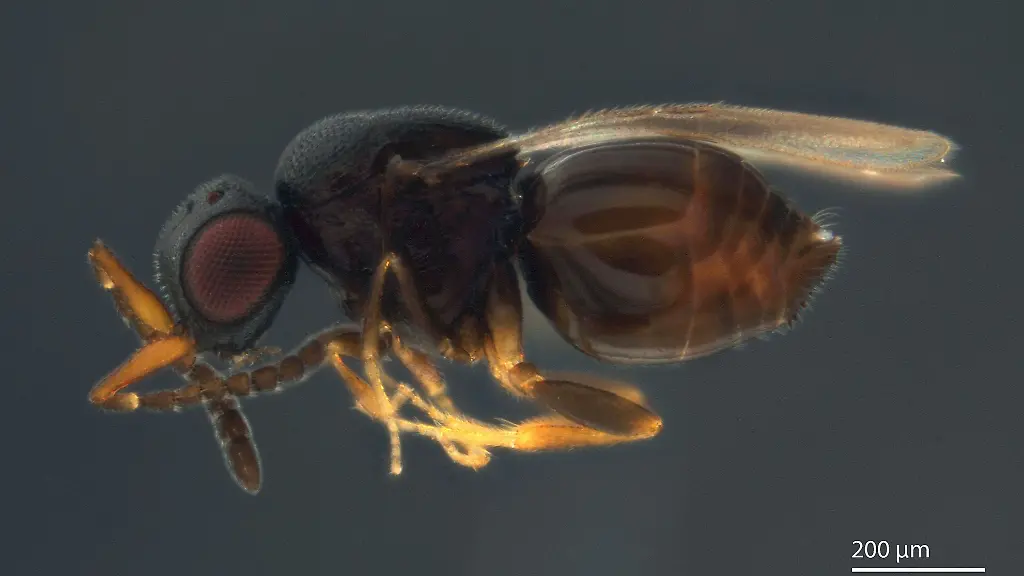 Eine-Wespe-der-Art-Aphanogmus-kretschmanni